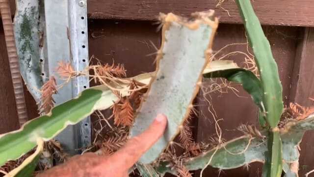 White coating of Tricia variety